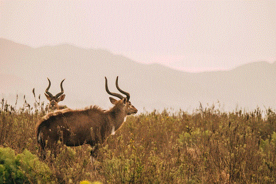 Ethiopia: A Journey Through Time, Nature, and Hospitality